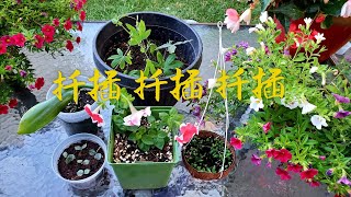 Sophie's Garden 看看我最近两个月内扦插的一些植物