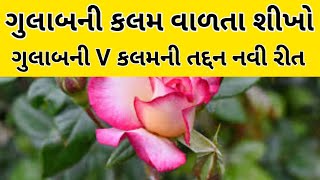 ગુલાબના કટીંગમાથી કલમ વાળતા શીખો | Rose plant grafting at home | grafting | graft | khedut ni Kheti