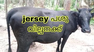 ജേഴ്‌സി പശു വില്പനക്ക് 8 മാസം ചെന ആദ്യ പ്രസവം Jersey cow For Sale