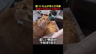 傷ついた心が育んだ奇跡倉庫で生まれた子猫たち #動物 #感動