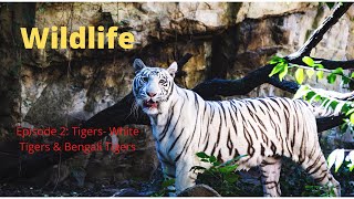 Wildlife | Episode 2: Tigers- White Tigers & Bengali Tigers| Free Documentary Nature| Fastest Animal
