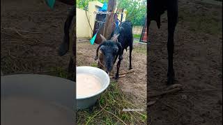 நல்ல idea 💡 🐐🚜🐄🌾 aadu valarpu🐐 🚜🐄🌾 #ஆடு #goat #goatfarming #shorts #trending