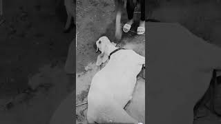 Is that Dead Goat Is that dead Goats😳🐐 #shorts #youtubeshorts #viral #funnyanimals #goat #ytshorts