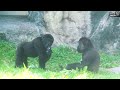 金剛迪亞哥家族在中秋吃蔬果串燒gorilla d jeeco troop eats veggie skewers on moon festival today 金剛猩猩 gorilla