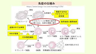 ・事実から考え・学び合う！（第136回）：第112回看護師国家試験対策その⑲　第111回（令和4年）看護師国家試験「形質細胞が免疫グロブリンを作る」