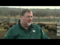 home on the range captured bison to return to montana