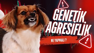 Köpeklerde Agresiflik - 3 Genetik Agresiflik, Anne Baba Köpekten Geçen Agresiflik Türü.