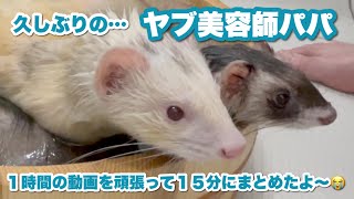 【フェレット風呂】久々にお風呂動画編集したら長くなりすぎました😓【ferret#683】