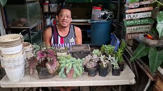 PLANT TATAY VLOG # 413: My new succies plant haul from Farmer's market, Cubao