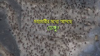 মহামারীর মধ্যে ‘ডেঙ্গুর ভয়’।Dengue fever।।severe disease