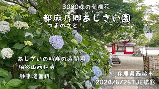 西林寺都麻乃郷あじさい園（兵庫県西脇市）