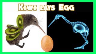 Kiwi laying an egg [The Daily Egg 252]