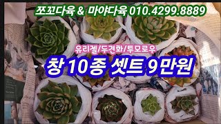 명품 창이 개당 9천원! 제가 좋아하는 유리젤이 사이즈가 너무 좋아요!  세상에나~10종에 9만원~ 쪼꼬다육\u0026마야다육 010.4299.8889