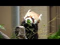 【レッサーパンダ】ギンちゃんの穏やかな日々　red panda gin at maruyama zoo