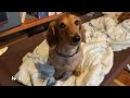 まるちゃん、パパにしらんぷりする【ミニチュアダックス犬】 mar fingiendo que no sabe de papá. dachshund.