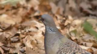 [4K] 野鳥：キジバト／ＨＴ公園