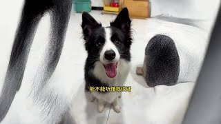 🐶：这一届人类真难伺候  #边牧 #不养狗不知道养狗的乐趣