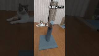 爪とぎを買ってみたら #子猫 #保護猫 #ねこのいる暮らし