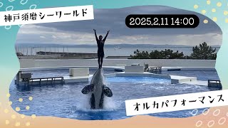 神戸須磨シーワールド　オルカパフォーマンス　2025.2.11 14:00