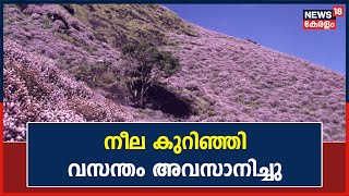 Idukki കള്ളിപ്പാറയിൽ നീല കുറിഞ്ഞി വസന്തം അവസാനിച്ചു; കുറിഞ്ഞി വസന്തം എത്തിയത് 12 വർഷങ്ങൾക്ക് ശേഷം