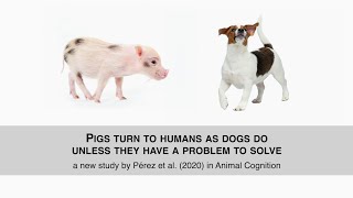 Pigs turn to humans as dogs do, unless they have a problem to solve