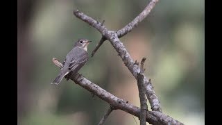 寬嘴鶲Brown Flycatcher（2012 2014）