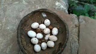 Snake egg | pambu muttai| பாம்பு முட்டை