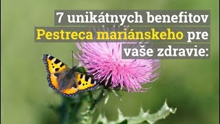 7 unikátnych benefitov Pestreca mariánskeho pre detoxikáciu, prevenciu ochorení pečene a cukrovky