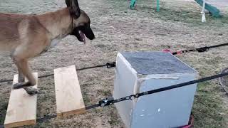 Best Parkour Monkey the Dog