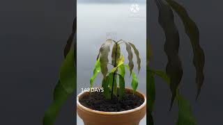 365 days in 50 second plant mango