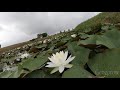 タイムラプス！スイレン睡蓮 史跡安田城跡 water lily flower timelapse growing and blooming.