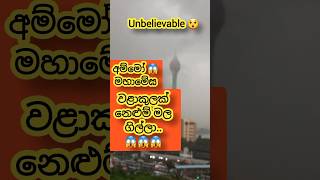 නෙළුම් කුළු⁣නේ නෙළුම් මල ගිලින බිල්ලා දැකල තියේද...  😱😱 දැක්කේ නැති අය ලයික්👍 කරන්න බලන්න 👍❤️