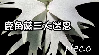 鹿角蕨三大迷思!? Pleco 鹿角蕨