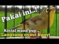 PANCINGAN KECIAL KUNING CIAK DOBLE JOSS INI | BIKIN KECIAL MANAPUN BAKAL LANGSUNG NYAUT GACOR NGEJOS