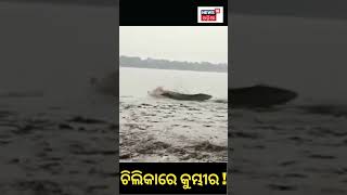 Chilika Lake | ସାତପଡ଼ା ନିକଟ ଚିଲିକାରେ କୁମ୍ଭୀର ଆତଙ୍କ ! | Crocodile | Viral Video | Odia News