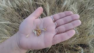 Огляд пшениці по NO-TILL без добрив!