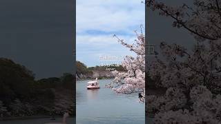 【明石公園】#shorts #兵庫 #桜