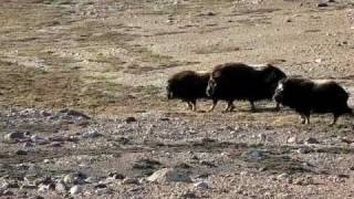 Musk Ox on Ellesmere Island