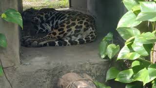 夏空♦㉙ジャガー・ハクくん・沖縄こどもの国・・・Jaguar・Okinawa Zoo \u0026 Museum(20240701)