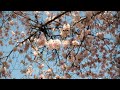 Vancouver's cherry blossoms have deep roots in Japanese culture