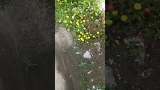 9 o'clock flowers  টাইম ফুল #flowers #colors #shortsvideo