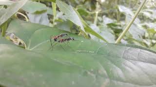 Micropezidae Mating❤ (Stilt-legged Flies) Watch till the End