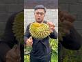 Durian kucing bobok #doniartawan