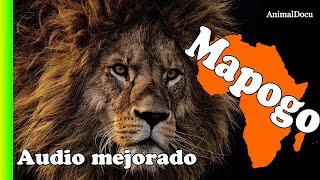 Estos son LOS LEONES MÁS CRUELES DE LA HISTORIA - AUDIO MEJORADO