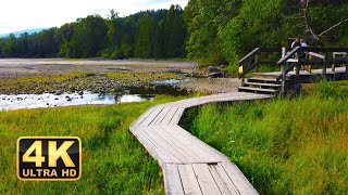 44 minutes of Amazing Forest Trail Hiking in The Woods close to the Sea - Virtual 4k Walking Nature