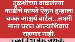 तुळशीच्या वाळलेल्या काडीचे एवढे फायदे ऐकून तुम्हाला आश्चर्य वाटेल एवढी महत्वपूर्ण आहे तुळशीची काडी.