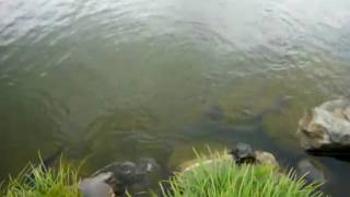 カメとコイ　turtles\u0026carps in Kiyosumi Garden