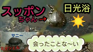 【クサガメTurtles】子どものスッポンちゃん日光浴😊✨やっぱり、ゆりこは強かった！サニーも強くなれ！Child's Suppon　sunbathing 😊✨