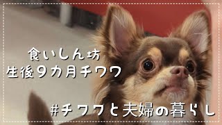 【検証】食いしん坊チワワに好き嫌いはある？ドッグフード食べ比べしてみた【チョコタン】【子犬チワワ】