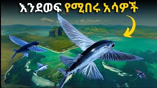 ⭕️ 200 ሜትር መብረር የሚችሉ አስገራሚ አሳዎች | Animal's insane defense technique  ⭕️